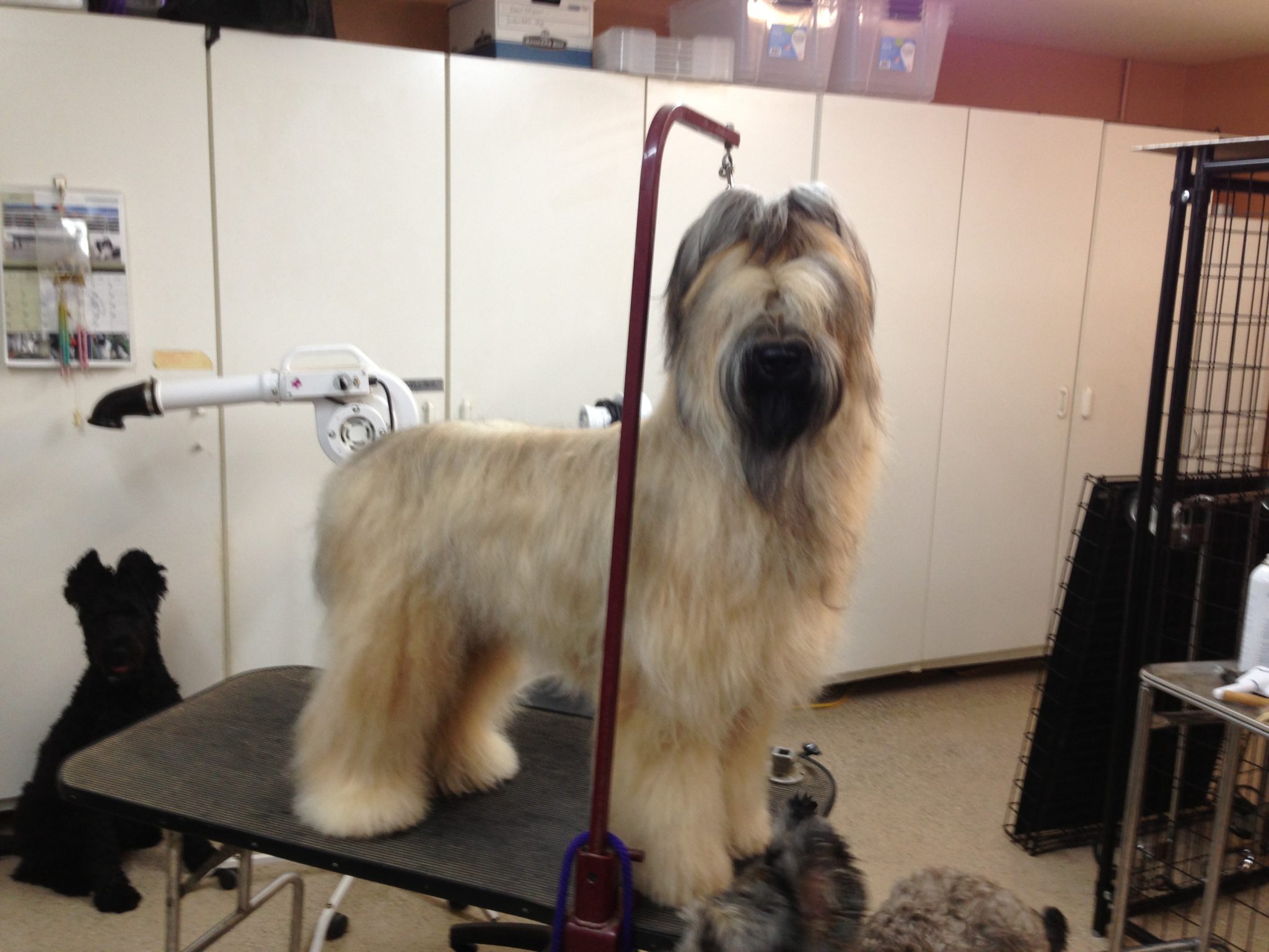 Grooming Your Briard Mon Amie Briards