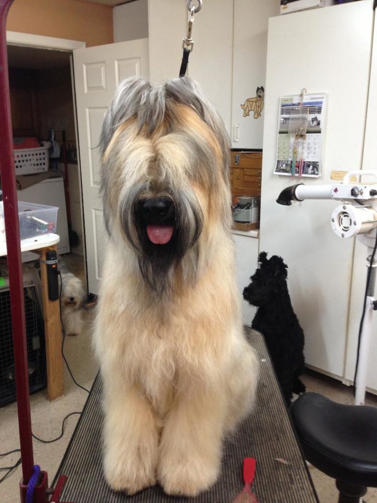 Grooming Your Briard Mon Amie Briards