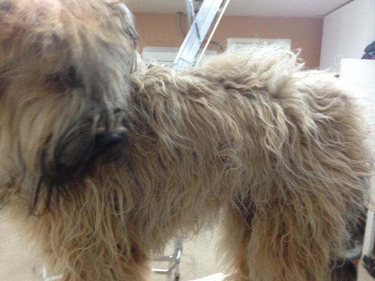 Grooming Your Briard Mon Amie Briards